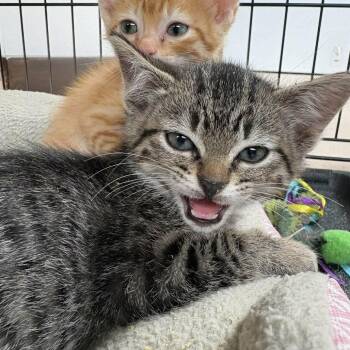 Nibbles -  Domestic Short Hair Cat for Adoption in Las Cruces, New Mexico - Nibbles | PetCurious