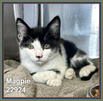 MAGPIE -  Domestic Short Hair Cat for Adoption in Marietta, Georgia - MAGPIE | PetCurious