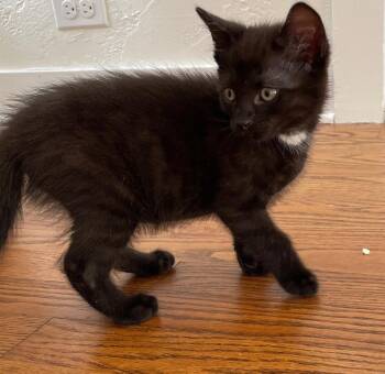 Aramis -  Domestic Short Hair Cat Available for Adoption in Island Lake, Illinois - Aramis | PetCurious