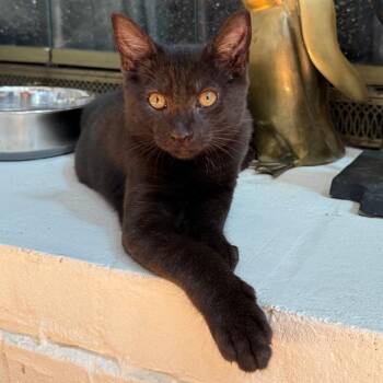Bernstein(Bernie) Bear-EF -  Domestic Short Hair Cat for Adoption in Tallahassee, Florida - Bernstein(Bernie) Bear-EF | PetCurious