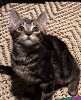 Deino BONDED with Ditto Pokémon Litter -  Domestic Medium Hair Cat for Adoption in Anthem, Arizona - Deino BONDED With Ditto Pokémon Litter | PetCurious