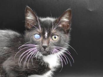 Sneakers -  Domestic Short Hair Cat for Adoption in Portland, Oregon - Sneakers | PetCurious