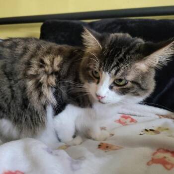 Aspen Allen -  Domestic Medium Hair and Maine Coon Cat for Adoption in Long Beach, California - Aspen Allen | PetCurious