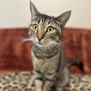 Rescue Domestic Short Hair Cats for Adoption in Carrollton, Texas - Jimmy Dean | PetCurious