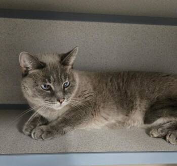 Mia -  Domestic Short Hair Cat for Adoption in New Rochelle, New York - Mia | PetCurious