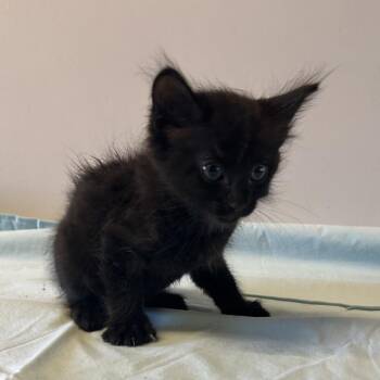 IVHS-Stray-142840 -  Domestic Short Hair Cat for Adoption in San Gabriel, California - IVHS-Stray-142840 | PetCurious