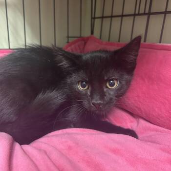 Jett -  Domestic Short Hair Cat for Adoption in Cape May, New Jersey - Jett | PetCurious