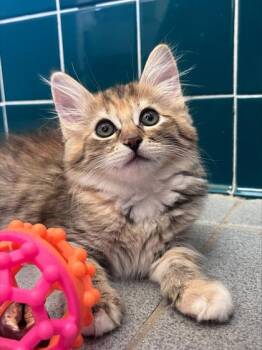 Maluhia -  Domestic Long Hair and Domestic Short Hair Cat for Adoption in Honolulu, Hawaii - Maluhia | PetCurious