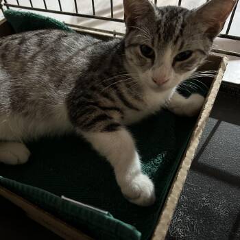 Rescue Tabby Cats for Adoption in Frederick, Maryland - Lynxalot | PetCurious