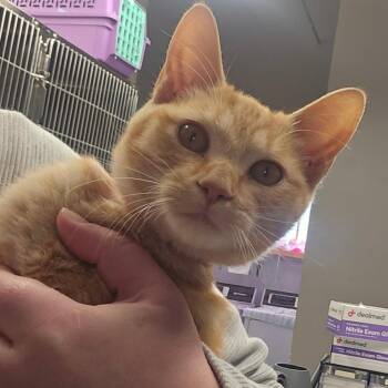 Eucalyptus -  Domestic Short Hair Cat for Adoption in Spokane, Washington - Eucalyptus | PetCurious