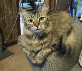 Sunny -  Maine Coon Cat for Adoption in Theodore, Alabama - Sunny | PetCurious