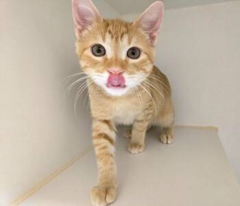 MORRIS -  Domestic Short Hair Cat for Adoption in Texas City, Texas - MORRIS | PetCurious