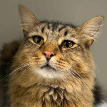 Francis Cohasset -  Domestic Long Hair and Domestic Short Hair Cat for Adoption in Hudson, Massachusetts - Francis Cohasset | PetCurious