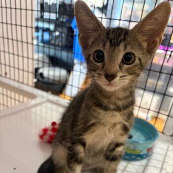 Sherbert -  Domestic Short Hair Cat for Adoption in Sarasota, Florida - Sherbert | PetCurious