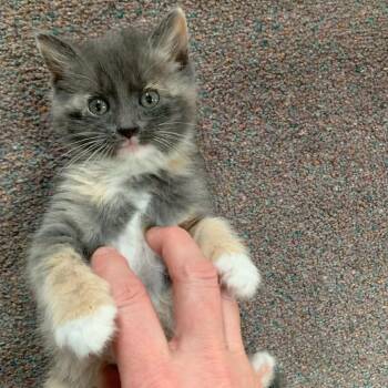 Domestic Short Hair Cats Available for Adoption in North Branford, Connecticut - 26-113 Kilimanjaro | PetCurious