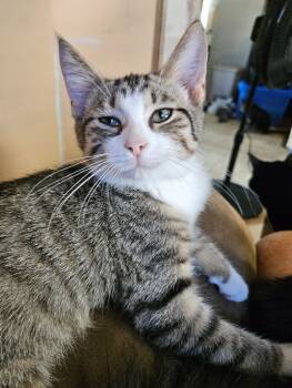 Rescue Domestic Short Hair Cats for Adoption in Adrian, Michigan - Peter | PetCurious