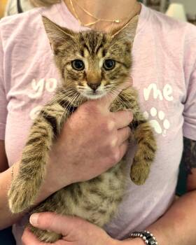 Rayon (Available for pre-adoption) -  Domestic Short Hair Cat for Adoption in Camden, South Carolina - Rayon (Available For Pre-adoption) | PetCurious