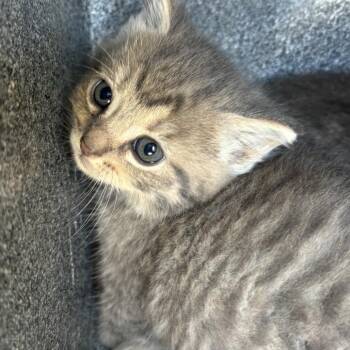 Chaz -  Domestic Short Hair Cat for Adoption in Birmingham, Alabama - Chaz | PetCurious