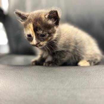 Nephele -  Siamese Cat for Adoption in Chico, California - Nephele | PetCurious