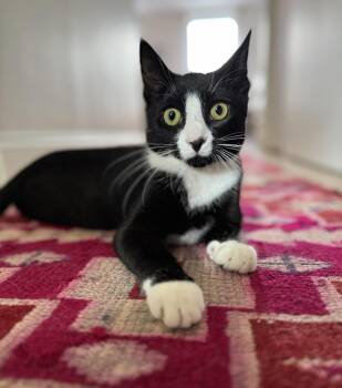 Rescue Domestic Short Hair Cats for Adoption in New York, New York - Bootcut Billy | PetCurious