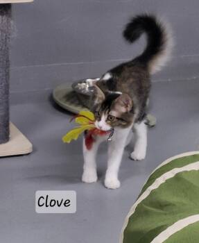 Clove -  Domestic Long Hair Cat for Adoption in Ellijay, Georgia - Clove | PetCurious