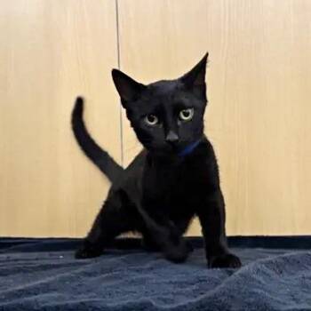Adelaide -  Domestic Short Hair Cat for Adoption in Brentwood, Missouri - Adelaide | PetCurious
