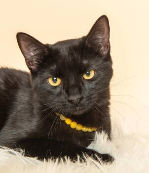 Rescue Domestic Short Hair Cats for Adoption in Wyandotte, Michigan - Prue | PetCurious