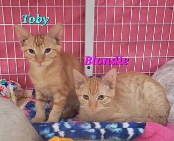 Blondie -  Domestic Short Hair Cat for Adoption in Diamond Springs, California - Blondie | PetCurious