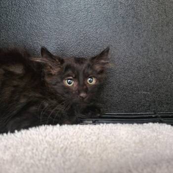 Detective Paws -  Domestic Medium Hair Cat for Adoption in Cabot, Arkansas - Detective Paws | PetCurious