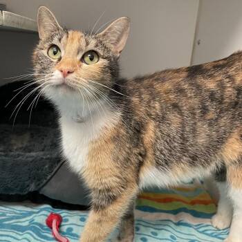 Domestic Short Hair Cats Available for Adoption in Hawthorne, California - Posie | PetCurious