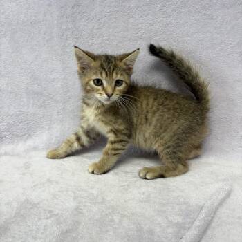Green Bean -  Domestic Short Hair Cat for Adoption in Valdosta, Georgia - Green Bean | PetCurious