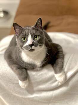 Domestic Short Hair Cats Available for Adoption in Calgary, Alberta - Sweden | PetCurious