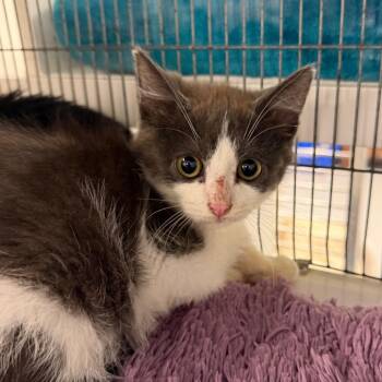 Gatsby -  Domestic Short Hair Cat for Adoption in Hampton Bays, New York - Gatsby | PetCurious