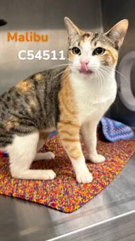 Domestic Short Hair Cats Available for Adoption in Clarksville, Tennessee - Malibu | PetCurious