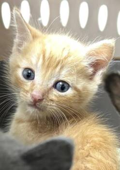 1603-26 -  Domestic Short Hair Cat for Adoption in Cumming, Georgia - 1603-26 | PetCurious