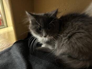 Domestic Medium Hair Cats Available for Adoption in Dayton, Minnesota - Kira Nerys | PetCurious