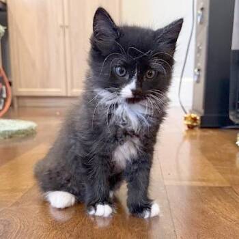 Domestic Short Hair Cats Available for Adoption in Austin, Texas - Nightlight 2 | PetCurious