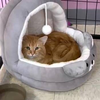Domestic Long Hair Cats Available for Adoption in Branson, Missouri - Michael Catson | PetCurious