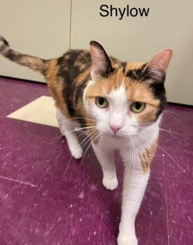 SHYLOW -  Domestic Short Hair Cat for Adoption in Muskegon, Michigan - SHYLOW | PetCurious