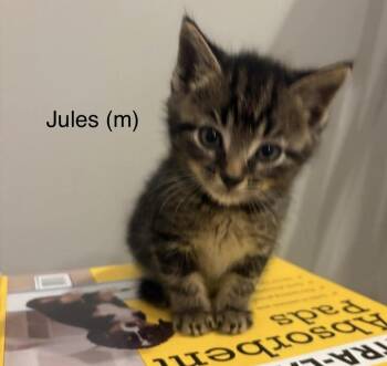 Kansas #5 JULES -  Domestic Short Hair Cat for Adoption in Fremont, Nebraska - Kansas #5 JULES | PetCurious