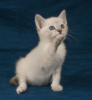 Domestic Short Hair Cats Available for Adoption in Davis, California - Biscuit | PetCurious