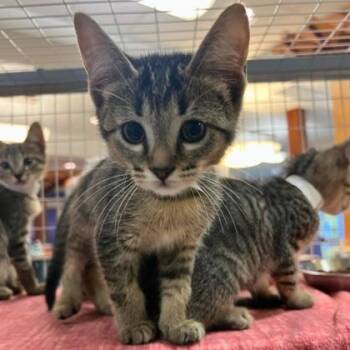 Highlighter -  Domestic Short Hair Cat for Adoption in Richmond, Virginia - Highlighter | PetCurious