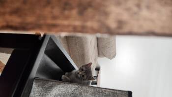 Katya -  Domestic Short Hair Cat for Adoption in Fruit Heights, Utah - Katya | PetCurious