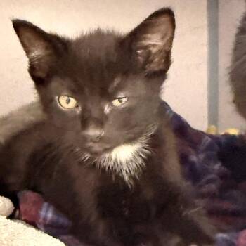 Laverne -  Domestic Short Hair Cat for Adoption in Evansville, Indiana - Laverne | PetCurious