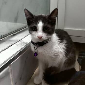 Plum Pudding -  Domestic Short Hair Cat for Adoption in Westminster, California - Plum Pudding | PetCurious