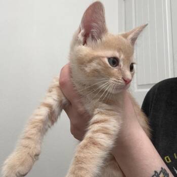 Leo -  Domestic Short Hair Cat for Adoption in San Antonio, Texas - Leo | PetCurious