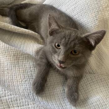 Blue -  Domestic Short Hair Cat for Adoption in Las Vegas, Nevada - Blue | PetCurious
