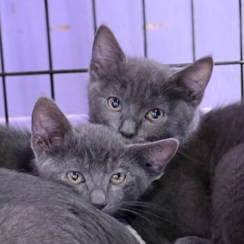 Rescue Domestic Short Hair Cats for Adoption in Redwood Valley, California - Belmont | PetCurious