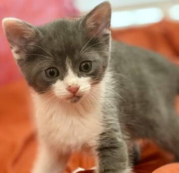 Domestic Short Hair Cats Available for Adoption in Colorado Springs, Colorado - GOATEE | PetCurious