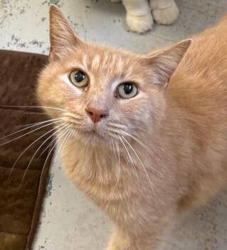 Domestic Long Hair Cats Available for Adoption in Zimmerman, Minnesota - Peaches | PetCurious